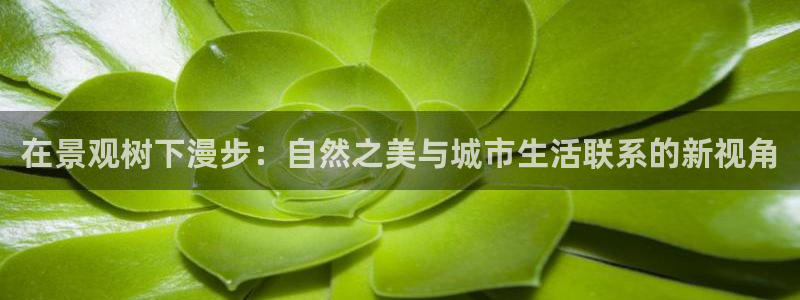 新宝gg新宝5注册:在景观树下漫步:自然之美与城市生活联系的新视角